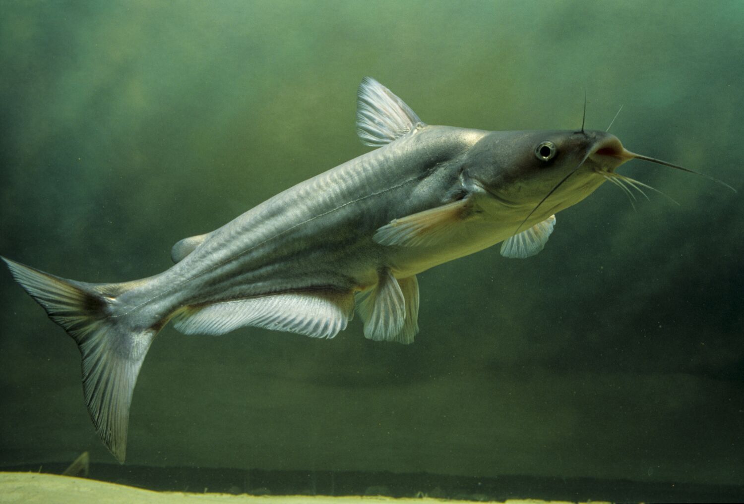 Blue catfish